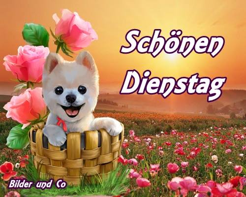 dienstag bilder - Besten dienstag bilder