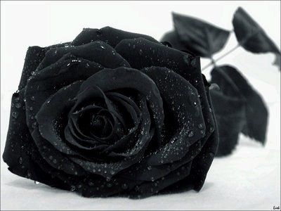 schöne schwarze rosen bilder 2 - Schöne schwarze rosen bilder