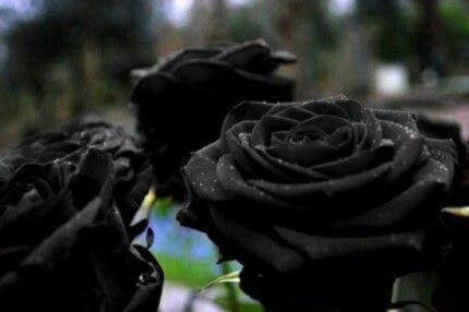 schöne schwarze rosen bilder 3 - Schöne schwarze rosen bilder