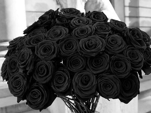 schöne schwarze rosen bilder 4 - Schöne schwarze rosen bilder