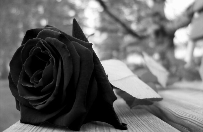 schöne schwarze rosen bilder 5 - Schöne schwarze rosen bilder