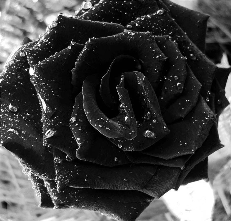 schöne schwarze rosen bilder 6 - Schöne schwarze rosen bilder