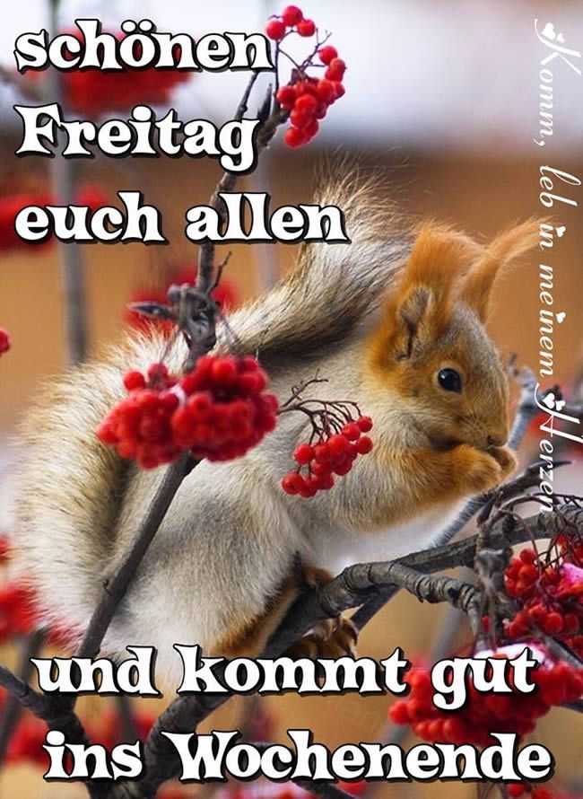 Danke Für Den Schönen Abend Und Das Leckere Essen Schönen freitag abend und später eine gute nacht bilder | Bilder und