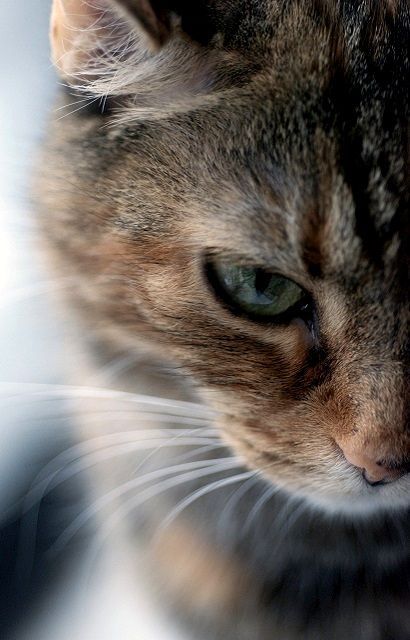 Coole Katzenbilder | Bilder und Sprüche für Whatsapp und Facebook kostenlos