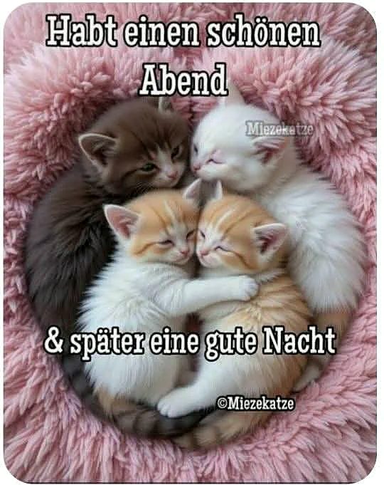Vier entzückende Katzenbabys, braun, weiß und orange getigert, schlafen eng aneinander gekuschelt auf einer weichen, rosafarbenen Decke. Ihre liebevolle Umarmung strahlt Geborgenheit und friedliche Abendruhe aus.