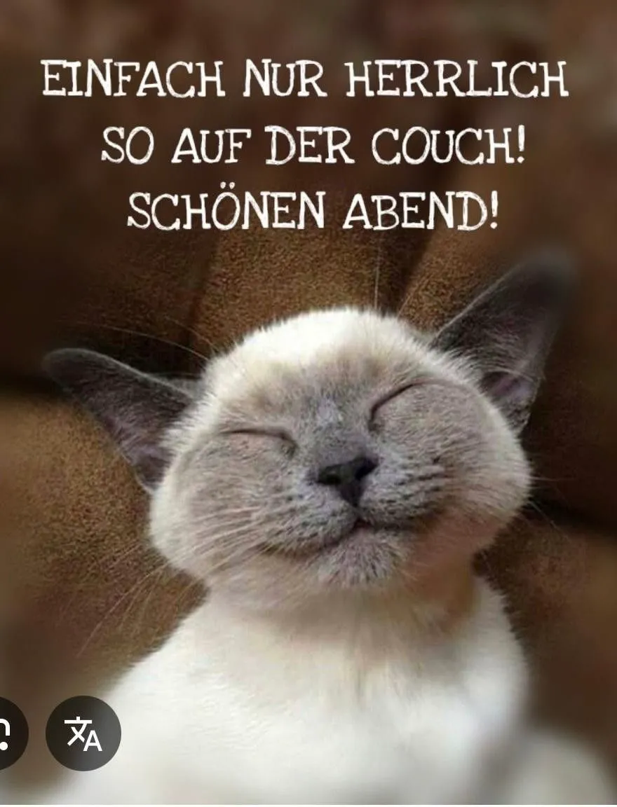 Ein flauschiges, helles Kätzchen liegt entspannt mit geschlossenen Augen auf einer braunen Couch und lächelt zufrieden. Ein süßes Guten-Abend-Grußbild.