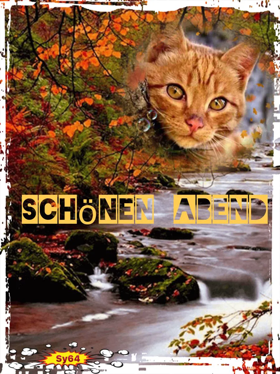 Ein Foto von einem Katzenkopf im Herbstlaub über einem Bachlauf mit den Worten Schönen Abend