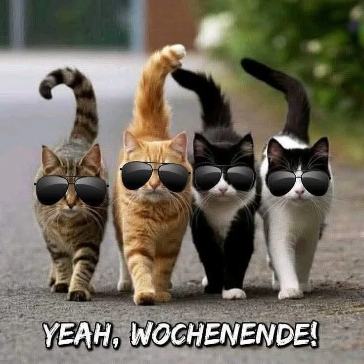 Vier Katzen mit Sonnenbrillen gehen auf einem Weg. Ihre Fellfarben variieren: gestromt, rotbraun, schwarz, schwarz-weiß. Grüner Hintergrund. Der Text 'YEAH, WOCHENENDE!' ist prominent platziert.