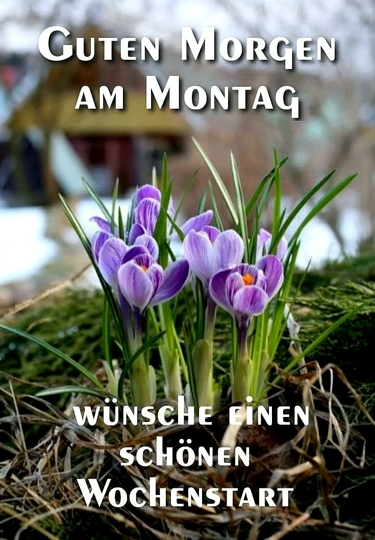 Nahaufnahme von leuchtend lila Krokussen, die frisch aus trockener Erde sprießen, umgeben von zartem Grün. Das Bild verströmt frühlingshafte Morgenfrische und weckt motivierende Gefühle für einen guten Wochenstart.