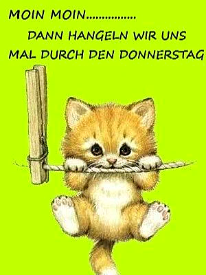 Ein niedliches orangefarbenes Kätzchen hängt an einem Seil, das an einem Holzpflock befestigt ist, vor einem hellgrünen Hintergrund