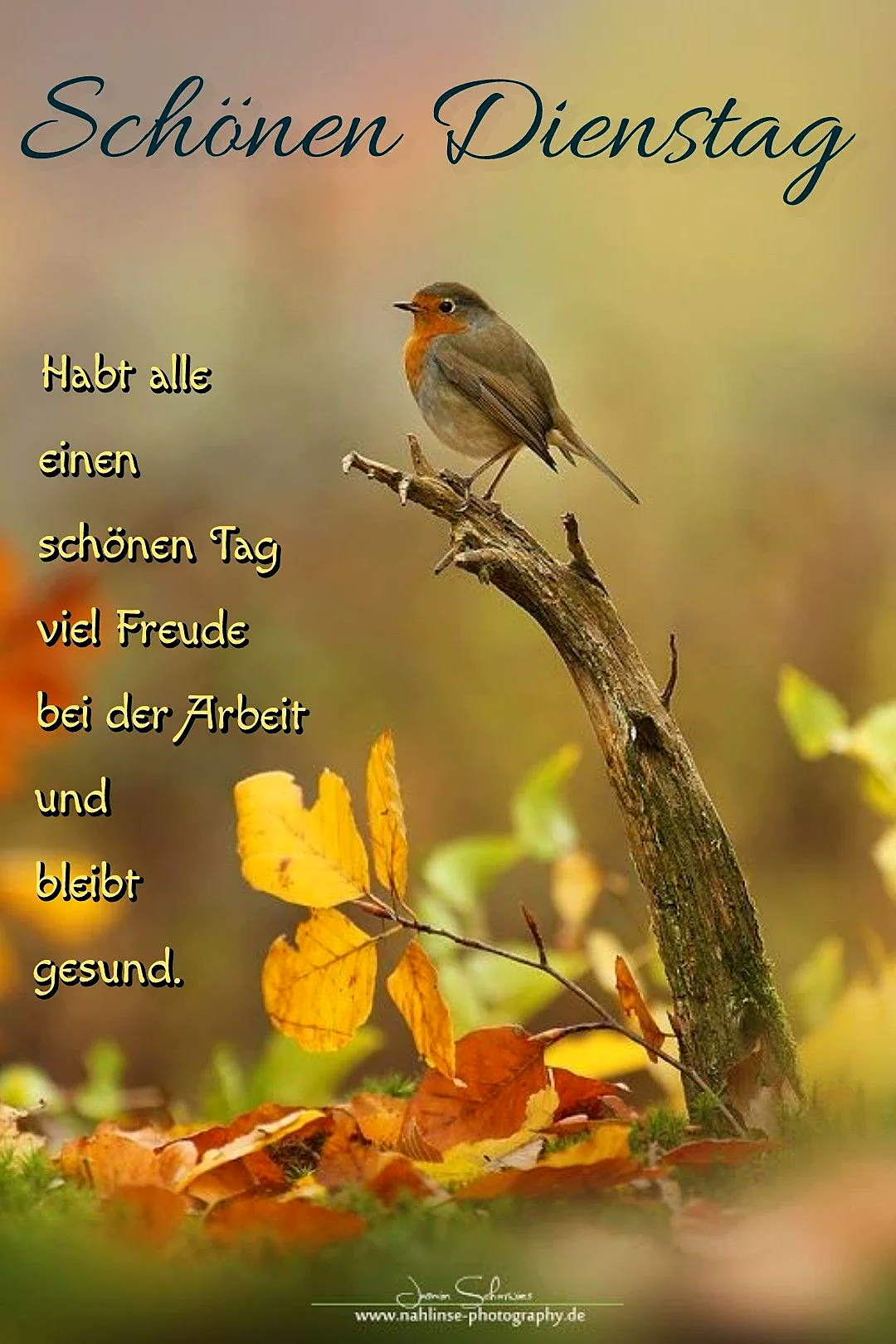 Ein Rotkehlchen mit orange-roter Brust sitzt auf einem bemoosten Ast, umgeben von leuchtend gelben und orangefarbenen Herbstblättern. Die Szene strahlt eine warme, beschauliche Dienstag-Stimmung aus und lädt zur Ruhe ein.