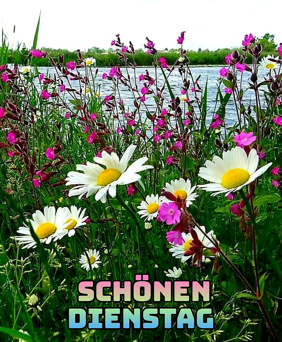 Ein Feld mit weißen und rosa Blumen, im Hintergrund ein ruhiger See