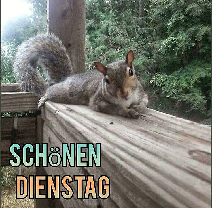 Ein graues Eichhörnchen liegt auf einem Holzgeländer, im Hintergrund dichte grüne Bäume, sonnige Morgenstimmung, ruhige Atmosphäre