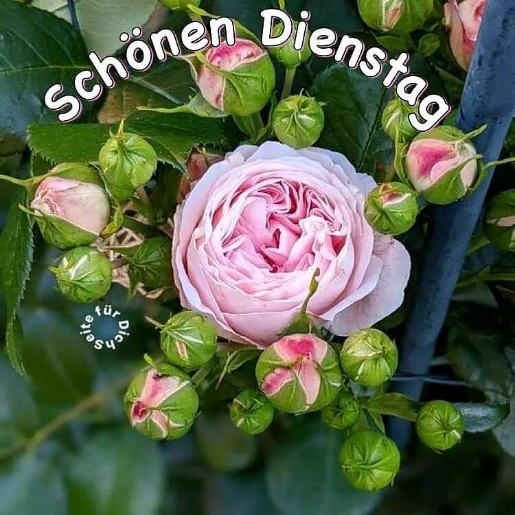 Zartrosa Rose blüht umgeben von grünen Rosenknospen. Der Gruß "Schönen Dienstag" steht darüber. Eine frische, ruhige und frühlingshafte Gartenstimmung, die zu einem fokussierten und ausgeglichenen Tagesstart einlädt.