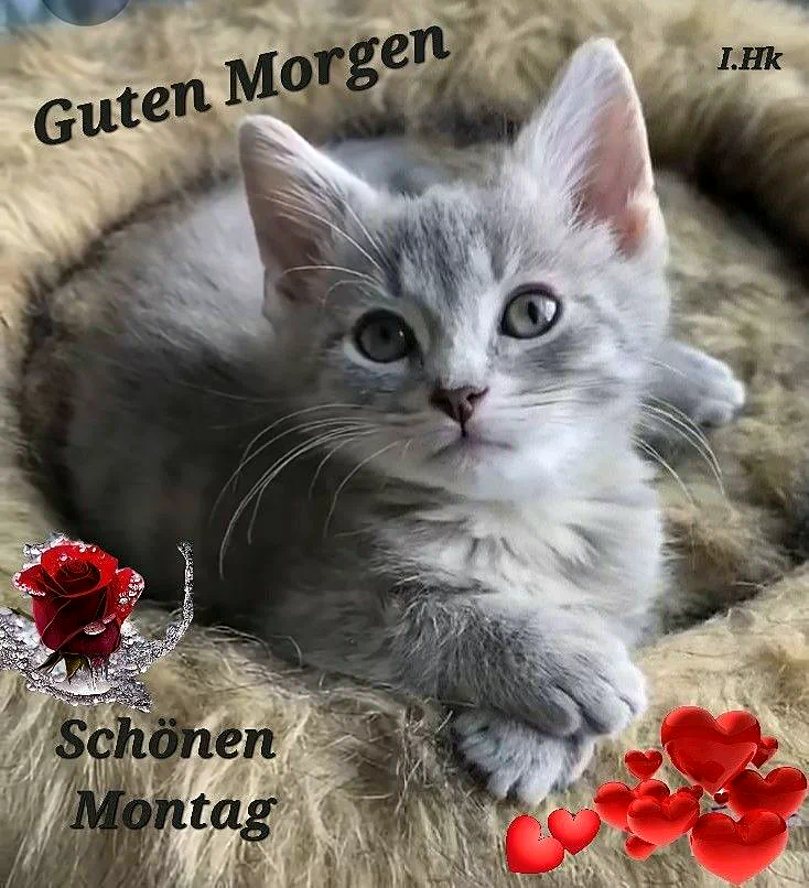 Ein graues Kätzchen liegt auf einem weichen, beige-farbenen Fell. Der Kater hat grüne Augen und ein rosa Maul. Im Hintergrund sind eine rote Rose und mehrere rote Herzen zu sehen.