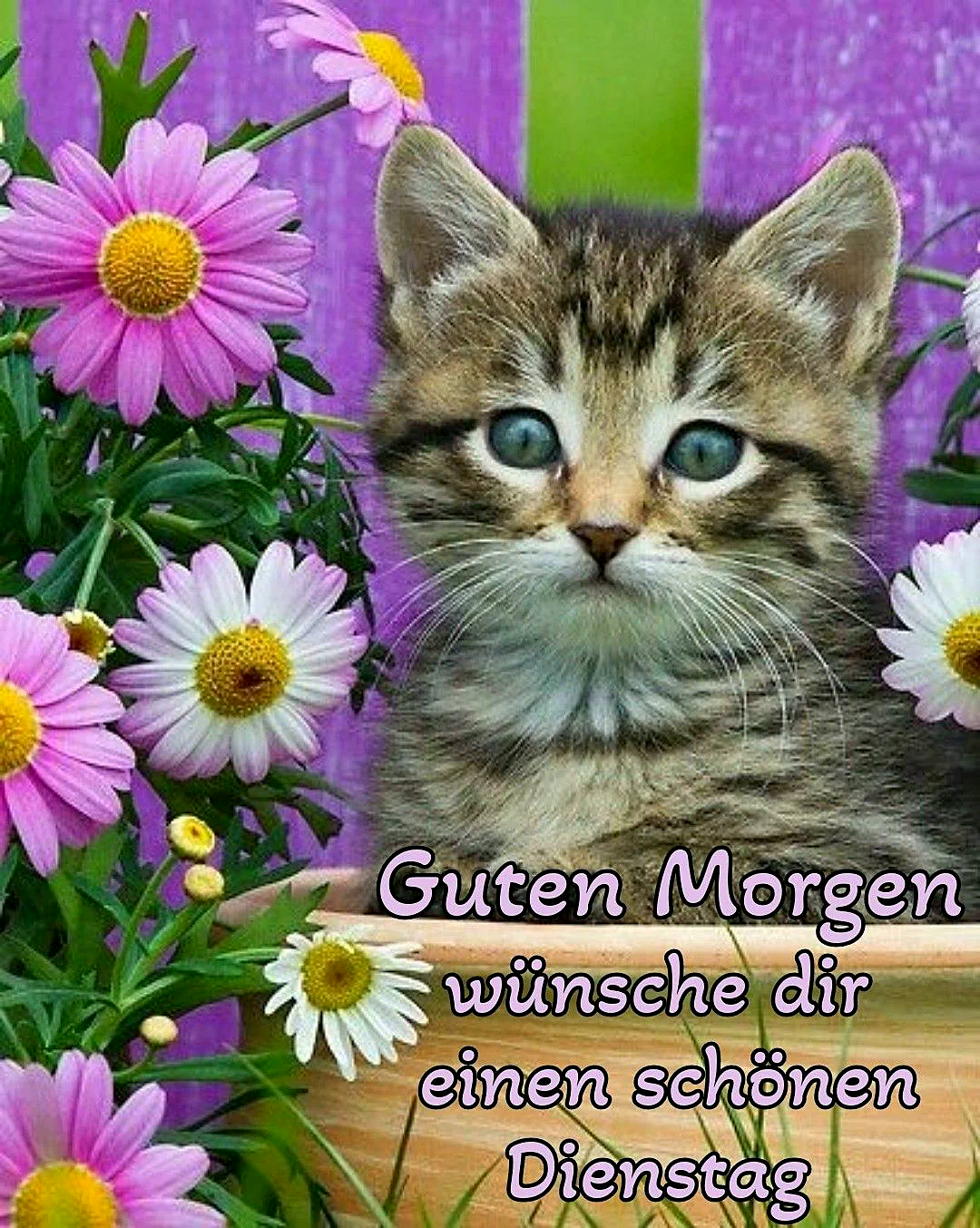 Ein niedliches Kätzchen mit braun-grauem Fell und grünen Augen sitzt vor einem Blumenstrauch mit pinken und weißen Blüten auf einem Holztisch vor einem violetten Hintergrund
