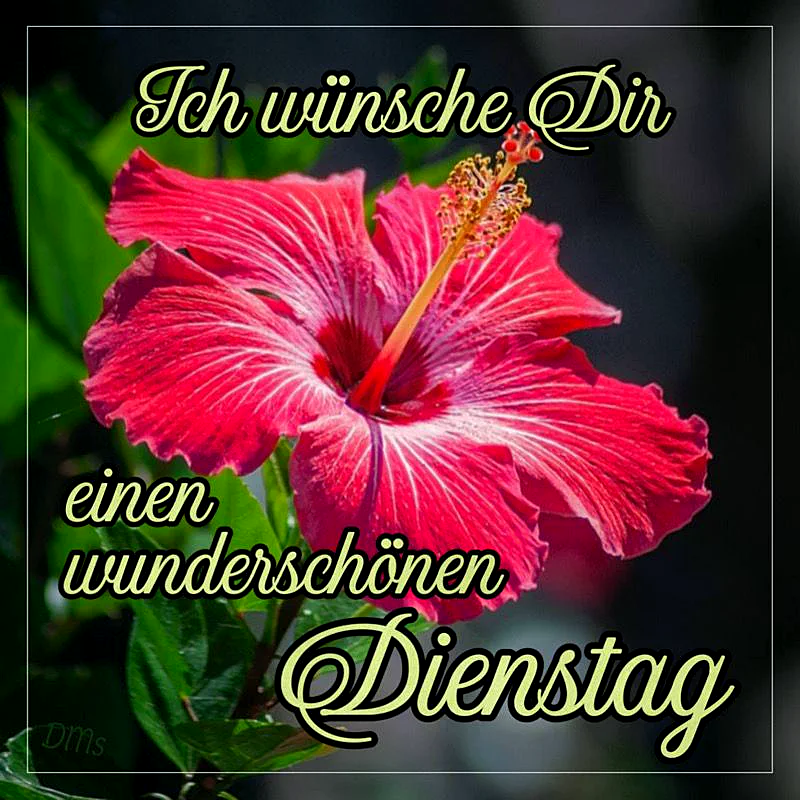 Ein naher, wunderschöner rosa Hibiskus mit grünen Blättern vor dunklem Hintergrund. Der Hibiskus hat eine auffällige, lange Mitte.