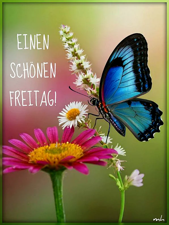 Ein blauer Schmetterling sitzt auf einer rosa Blume mit gelbem Zentrum, umgeben von kleinen weißen Blüten vor einem grünen Hintergrund.
