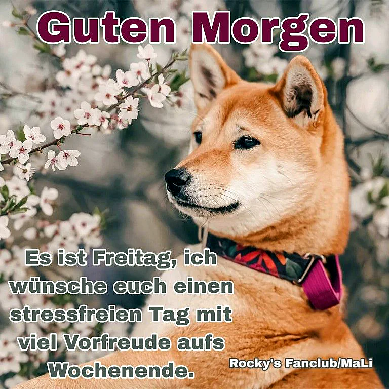 Ein entzückender Shiba Inu blickt sanft zur Seite, umgeben von zarten weißen Frühlingsblüten. Das Bild vermittelt eine friedliche Morgenstimmung und die pure Vorfreude auf das bevorstehende Wochenende.