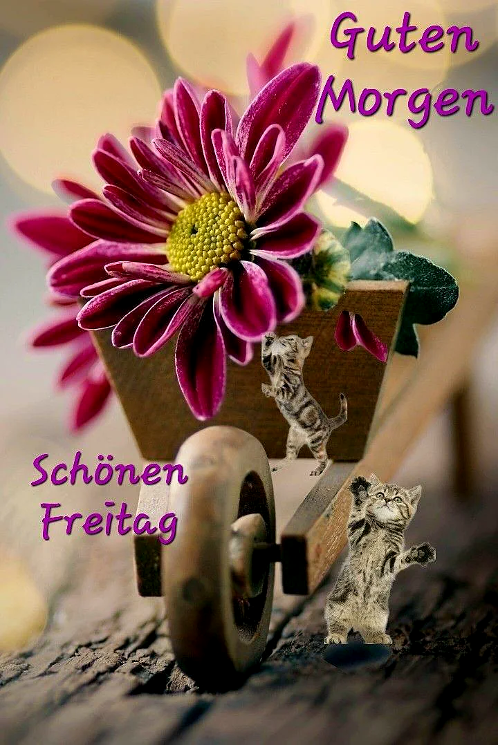 Ein rosa Blütenkopf in einem kleinen Holzkarren, zwei Katzen schauen heraus, bokeh im Hintergrund, Holztextur