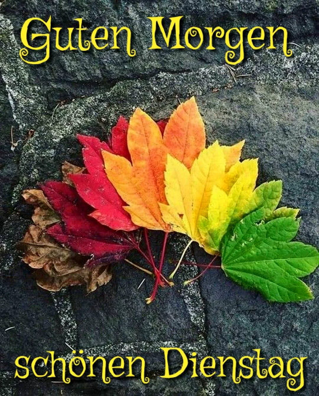 Ein Fächer aus Herbstblättern in Farben von Grün, Gelb, Orange bis Dunkelrot liegt auf dunklem Pflaster. Zeigt den Übergang der Jahreszeit und vermittelt Ruhe für den Dienstagmorgen.