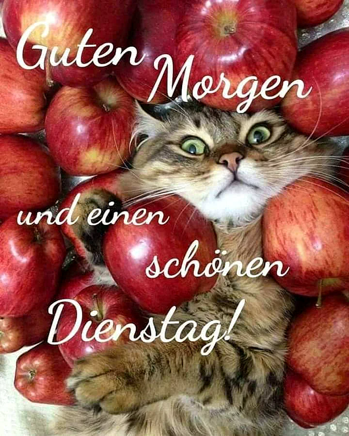Eine flauschige, überrascht blickende Tabbykatze mit großen grünen Augen lugt schelmisch zwischen einem Meer von leuchtend roten Äpfeln hervor. Das Bild vermittelt einen humorvollen und fröhlichen Morgengruß zum Dienstag.