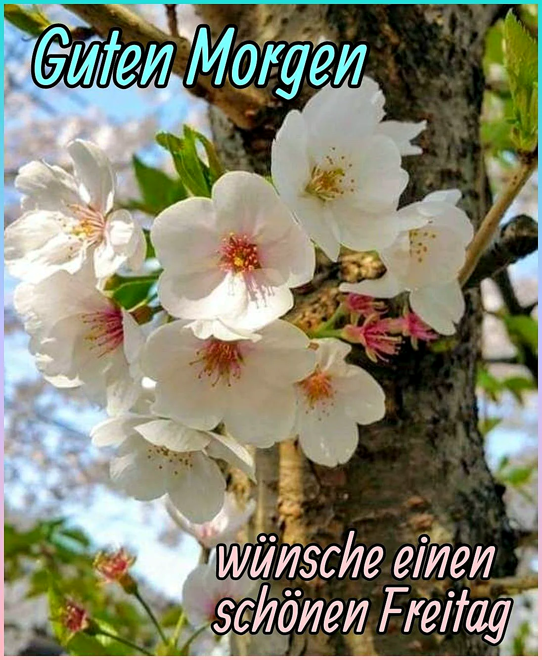 Ein Foto von weißen Blüten an einem Baum, Guten Morgen, Freitagswünsche