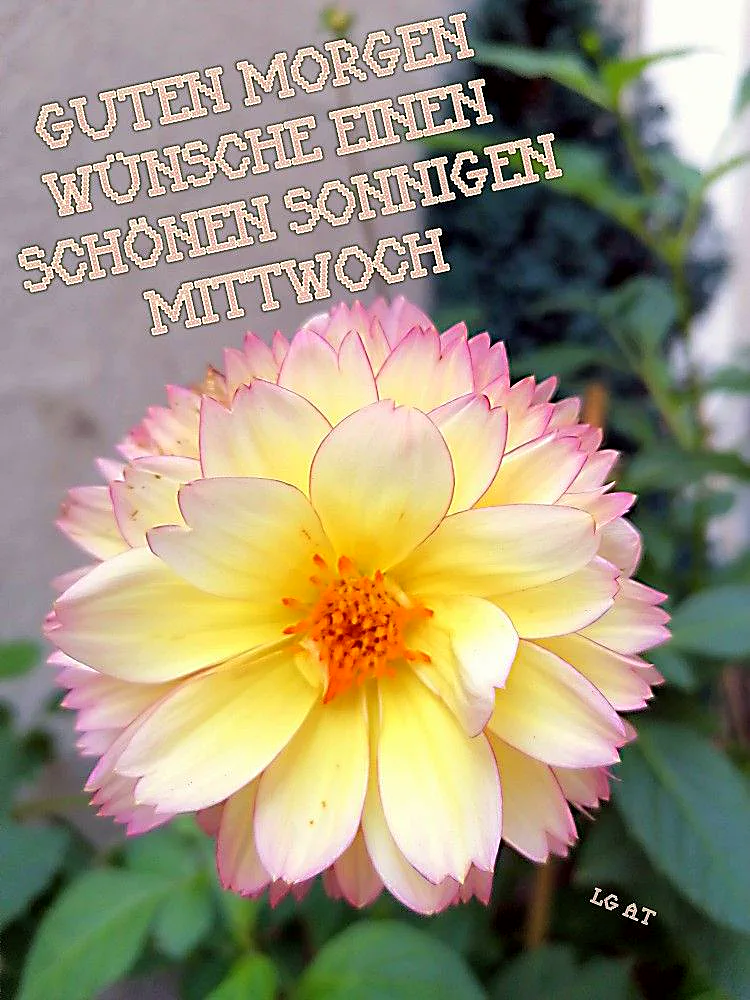 Ein nahaufnahme einer großen, hellgelben Blume mit rosa Spitzen, im Hintergrund grüne Blätter und ein unscharfer, heller Hintergrund.