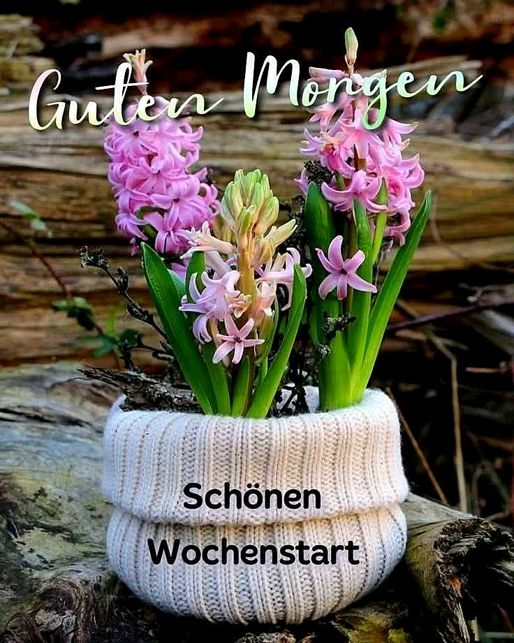 Ein Topf mit pinken Hyazinthen, die in einem weißen, gestrickten Überzug stecken, liegt auf einem Baumstamm. Der Topf ist mit einer freundlichen Nachricht beschriftet.