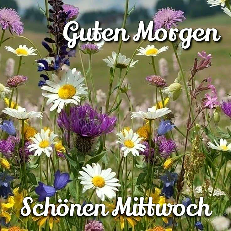 Ein buntes Feld voller weißer Margeriten, lila Disteln und kleiner blauer Blüten unter hellem Licht. Oben steht "Guten Morgen", unten der Gruß "Schönen Mittwoch".