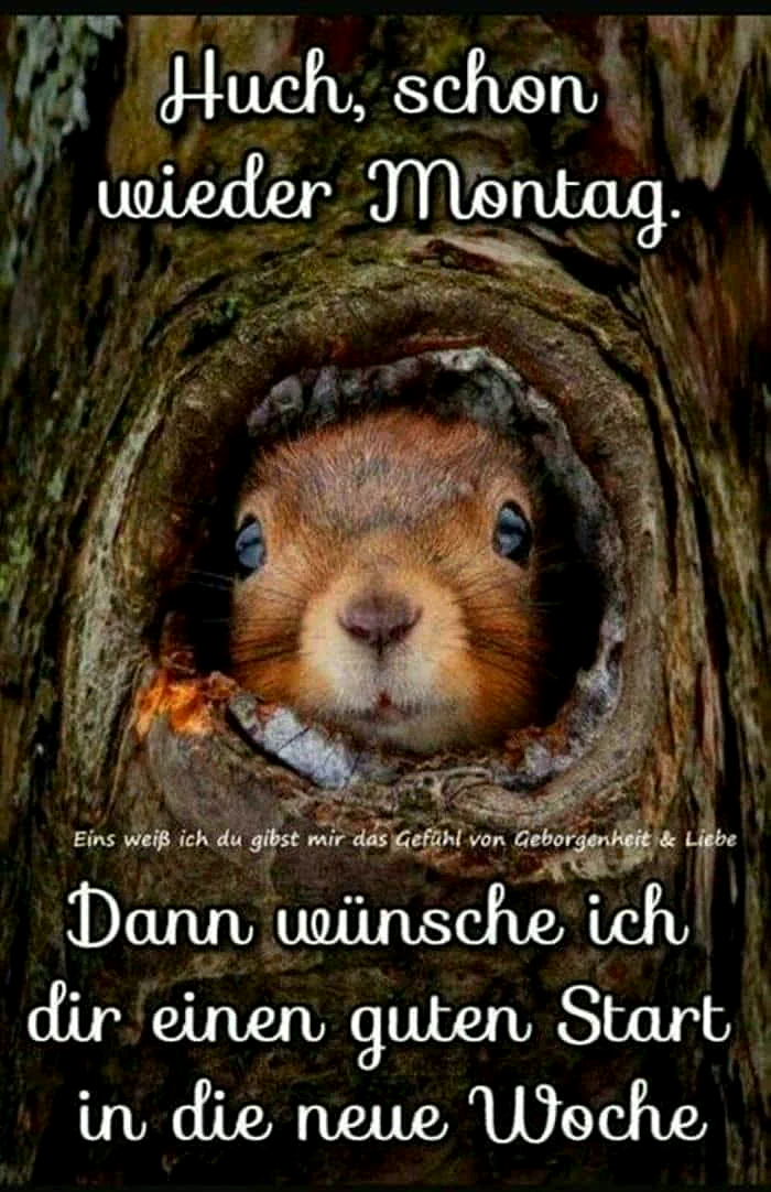 Ein süßes Eichhörnchen schaut neugierig aus einem Baumloch hervor und wünscht einen motivierenden Wochenstart. Die warmen Farben des Fells und des Holzes schaffen eine geborgene Atmosphäre für den Montag.