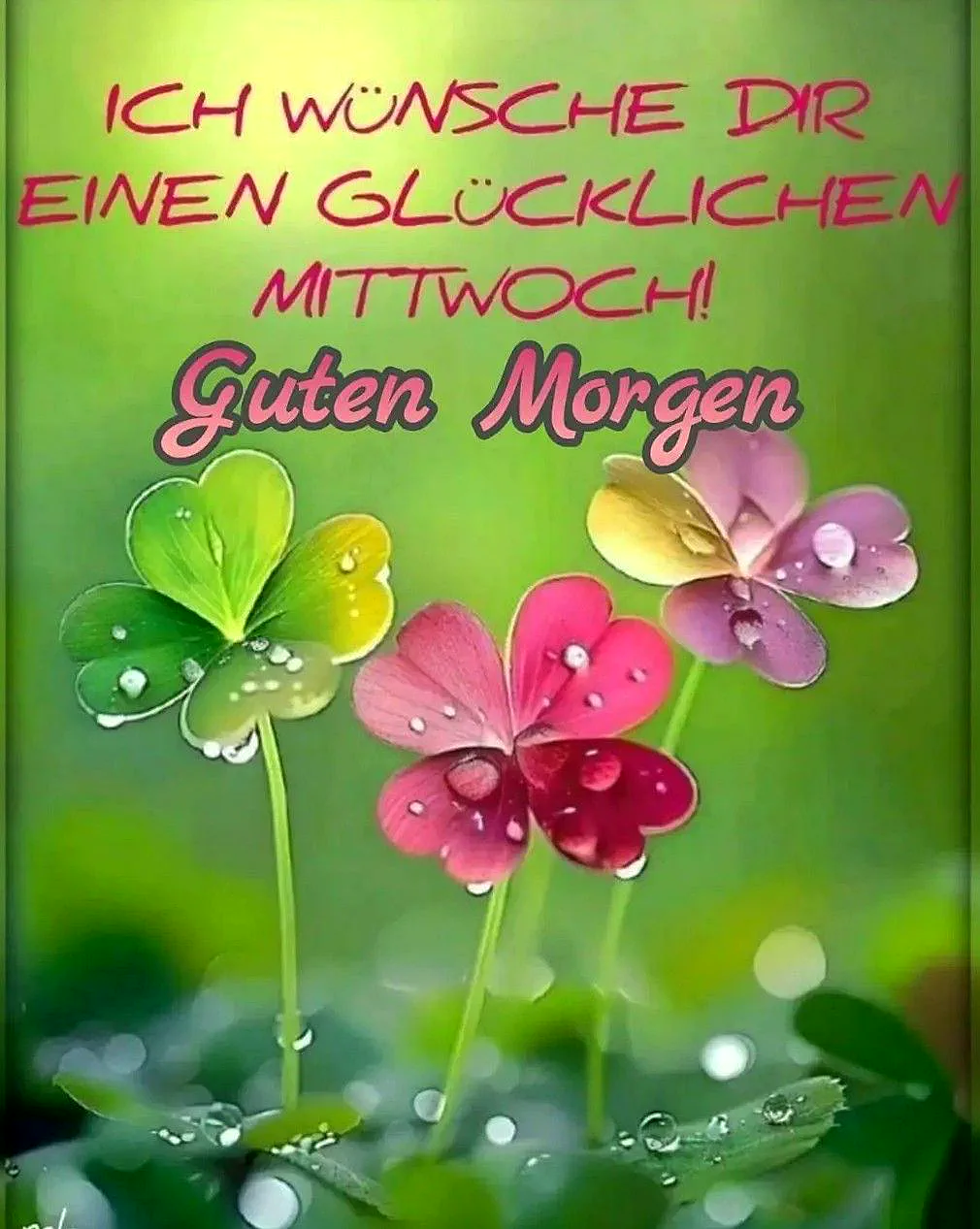 Drei farbige Glückskleeblätter, benetzt von glitzernden Tautropfen, erstrahlen in frühlingshaftem Grün und zartem Rosa vor sanft verschwommenem Hintergrund. Ein poetischer Morgengruß zur Wochenmitte, der zum Träumen einlädt.