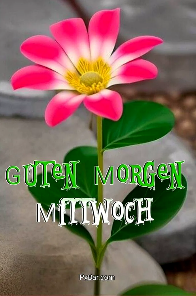 Eine leuchtende pink-weiße Blüte mit gelbem Herzen und grünen Blättern auf einem weichen, steinigen Hintergrund. Der Gruß 'GUTEN MORGEN MITTWOCH' in frischer Schrift sendet morgendliche Wochenmitte-Energie.