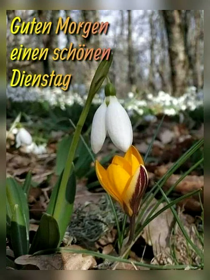 Ein Foto einer gelben Tulpe mit grünen Blättern und braunen Blättern am Boden. Im Hintergrund sind Bäume und weiße Blumen sichtbar. Die Tulpe hat eine gelbe Blüte mit braunen Streifen und zwei weiße Blüten.