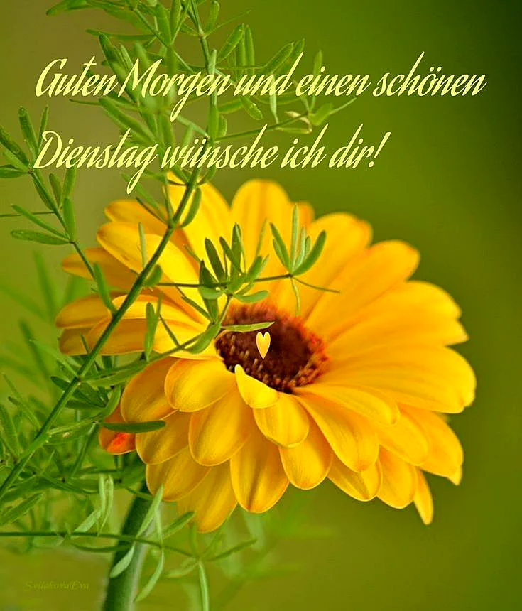 Eine nahaufnahme einer großen gelben Blume mit grünen Blättern, die im Vordergrund steht. Die Blume hat eine dunkelbraune Mitte und viele weiche, sonnige Blütenblätter. Der Hintergrund ist ein weicher, verschwommener grüner Bereich.