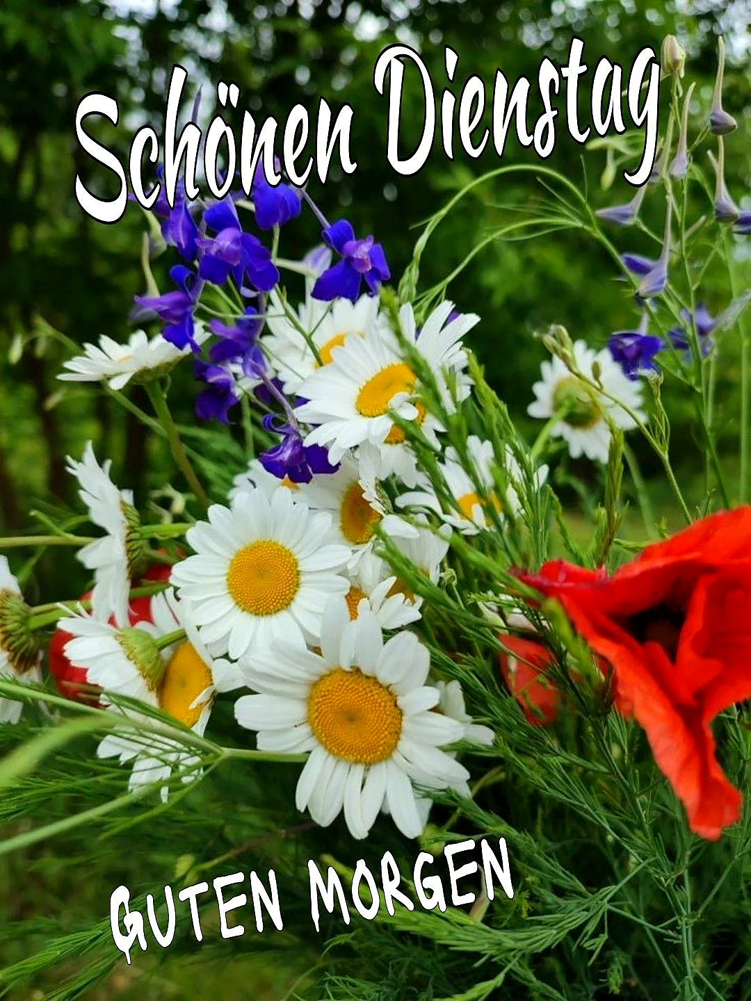Ein fröhlicher Blumenstrauß aus weißen Margeriten, blauen Ritterspornen und einer roten Mohnblume vor sattgrünem Hintergrund. Der Text "Schönen Dienstag" und "Guten Morgen" übermittelt Frische und positive Energie.