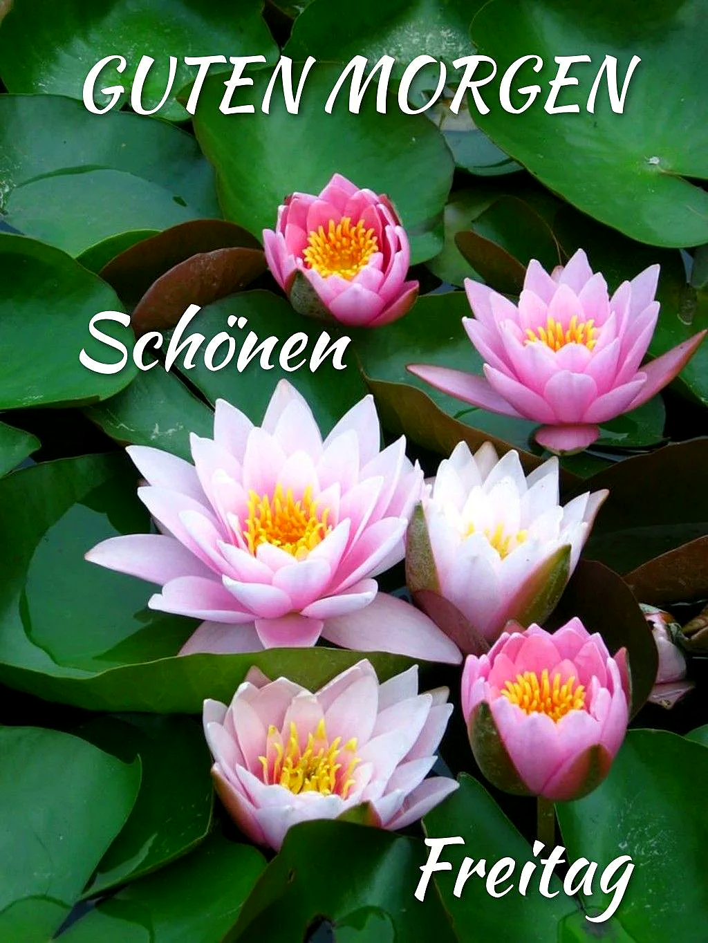 Ein Foto von fünf rosa und weißen Seerosen auf einem Teich mit grünen Blättern, mit den Worten 'Guten Morgen', 'Schönen' und 'Freitag' in weißer Schrift.