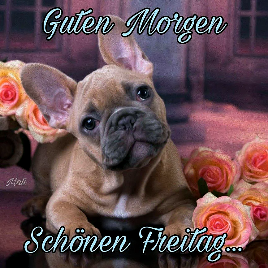 Ein süßer französischer Bulldoggen-Welpe liegt zwischen rosa Rosen, mit freundlichem Blick und aufgestellten Ohren, vor einer dunklen Holztür.