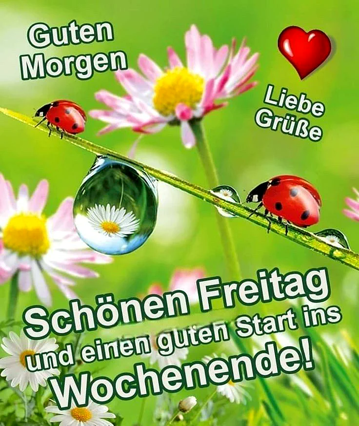 Ein Bild mit zwei Marienkäfern auf einem Blatt, umgeben von Blumen und einem Wassertropfen, der eine Miniaturblume reflektiert. Der Hintergrund ist grün mit pinken und weißen Blumen.
