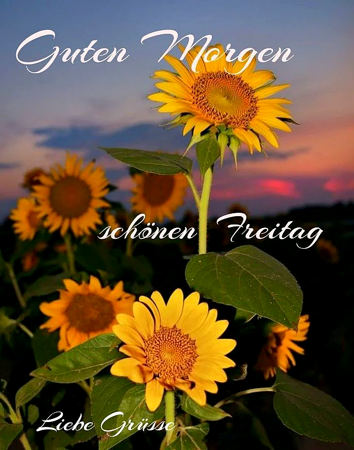 Ein Feld von Sonnenblumen bei Sonnenuntergang mit blauem und rosa Himmel