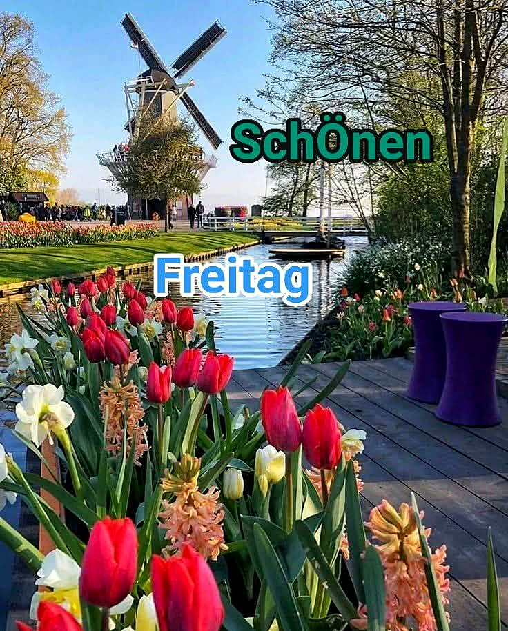 Sonniger Freitag mit Windmühle und Kanal. Üppige rote Tulpen, weiße Narzissen und rosa Hyazinthen blühen entlang eines Holzstegs. Die Szene strahlt pure Frühlingsfreude und Wochenendstimmung aus.