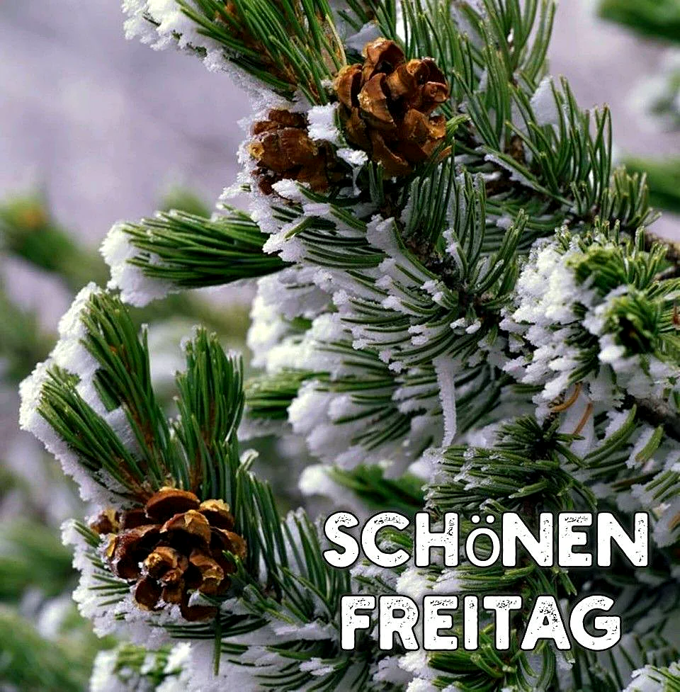 Ein frostiger Tannenbaumzweig mit zwei Tannenzapfen, überfroren mit einer Schicht aus Eis und Schnee.