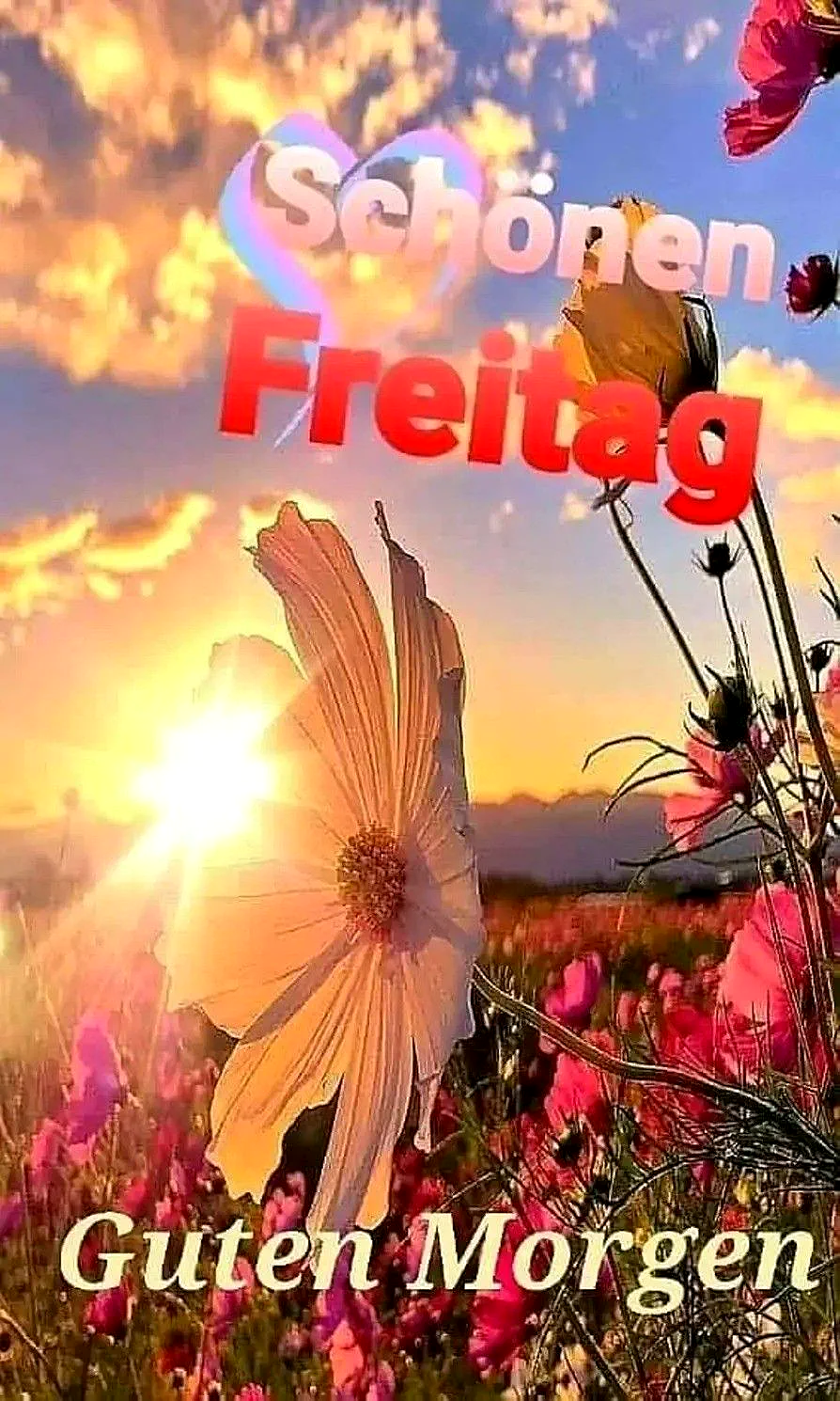 Ein sonniger Feld mit Blumen während eines Sonnenaufgangs oder -untergangs. Der Himmel ist blau mit orangefarbenen Wolken. Eine große weiße Blume ist im Vordergrund.