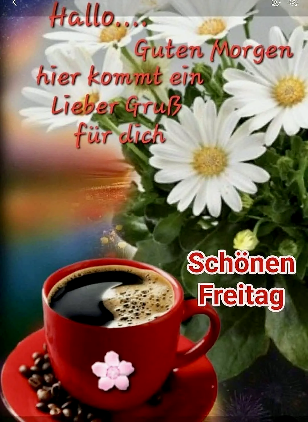 Ein roter Kaffeebecher mit einer pinken Blume steht auf einer roten Untertasse, umgeben von Kaffeebohnen. Dahinten sind weiße Blumen mit gelben Zentren zu sehen. Der Gruß 'Hallo... Guten Morgen hier kommt ein Lieber Gruß für dich' und 'Schönen Freitag' ist über das Bild gelegt.