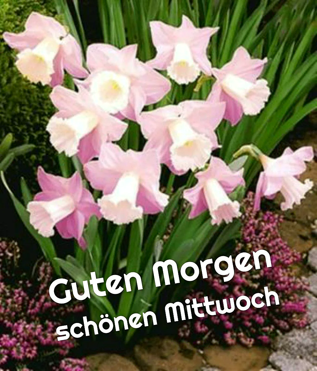 Ein Foto von pinken Blumen mit grünen Blättern, umgeben von kleinen violetten Blüten auf einem Steinboden.