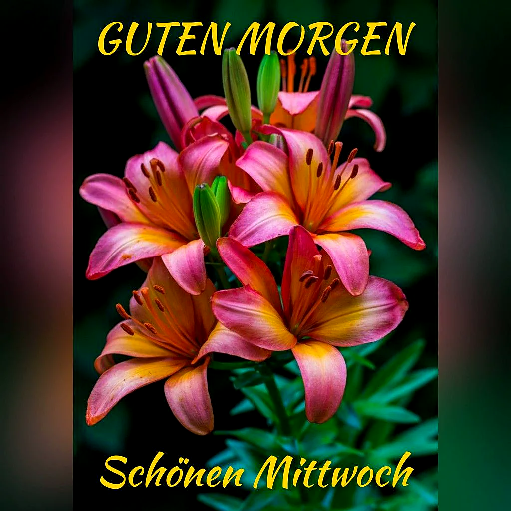 Ein Foto von orangefarbenen und rosa Lilien mit grünen Blättern, im Hintergrund dunkle Umgebung