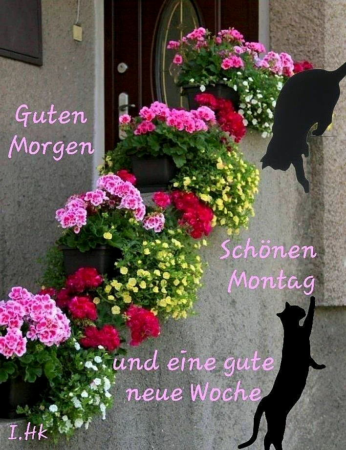 Ein Hausflur mit Blumenampeln und zwei Katzen-Silhouetten, die sich nach oben recken. Die Blumenampeln sind gefüllt mit pinken, roten, gelben und weißen Blumen.