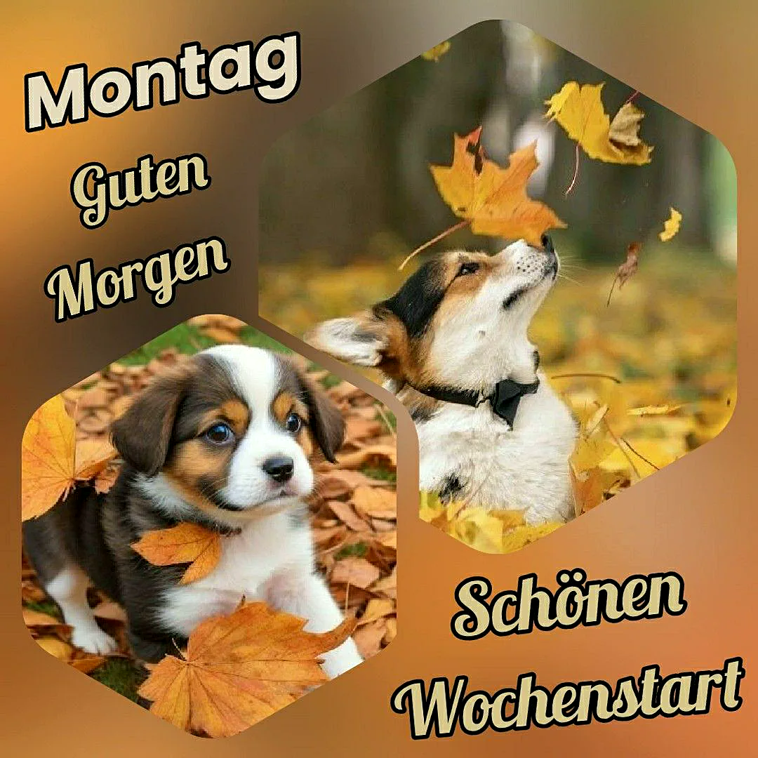 Ein niedliches Hundepaar im Herbstlaub, ein Hund schaut nach oben, der andere direkt in die Kamera, beide umgeben von gelben Blättern.