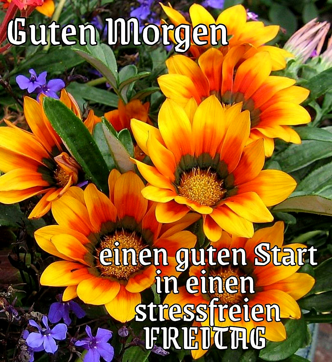 Ein Foto von mehreren großen orangefarbenen Blumen mit grünen Blättern und kleinen violetten Blumen im Hintergrund.