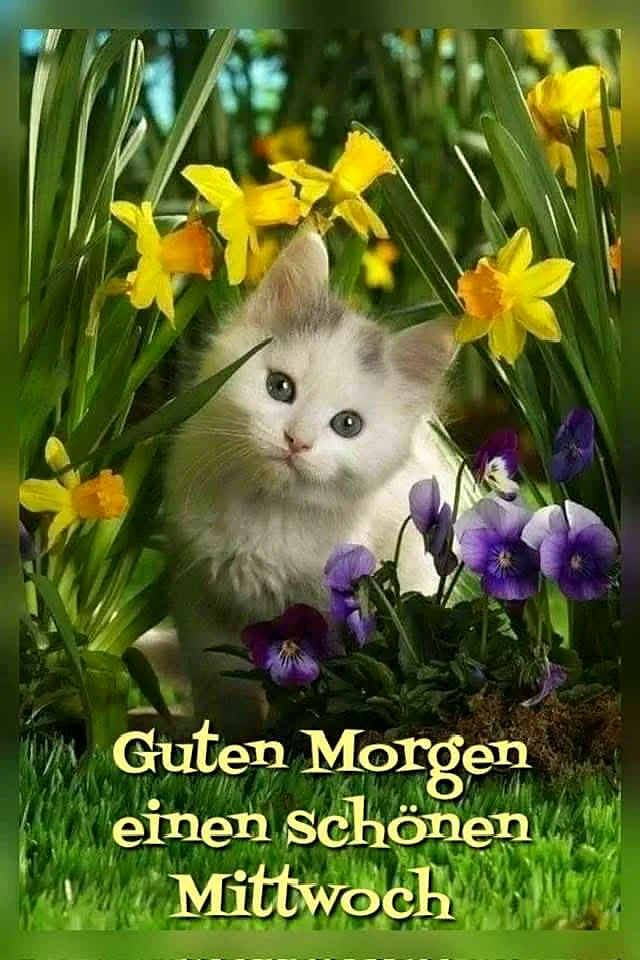 Ein flauschiges weiß-graues Kätzchen mit blauen Augen lugt aus einem Meer von leuchtend gelben Narzissen und violetten Stiefmütterchen hervor, umgeben von frischem Grün, das einen sanften Mittwochmorgengruß überbringt.